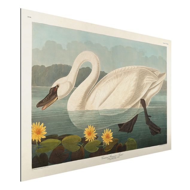 Aluminium dibond Vintage Board American Swan