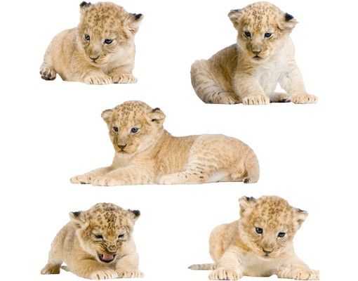 Animal wall decals No.647 Lion Babies Set