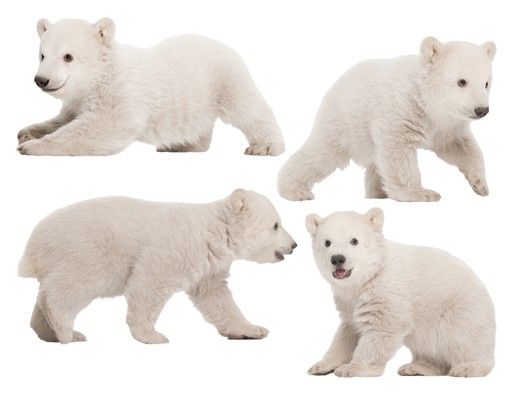 Wall sticker - No.642 Polar Bear Brothers