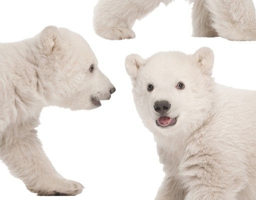 Wall sticker - No.642 Polar Bear Brothers
