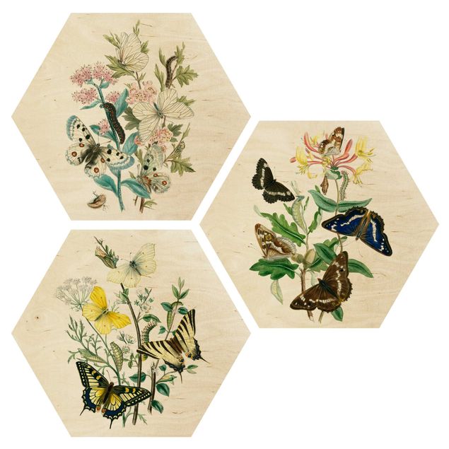 Wooden hexagon - British Butterflies Set I