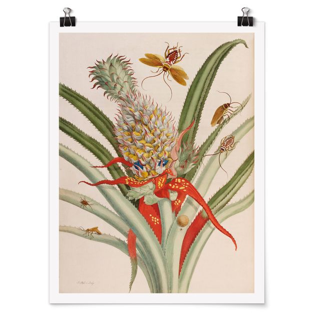 Poster - Anna Maria Sibylla Merian - Pineapple With Insects