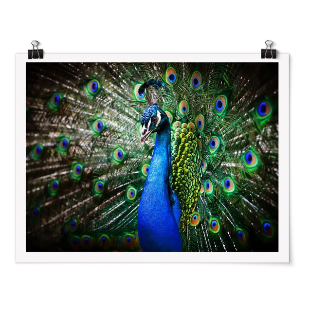 Poster - Noble Peacock