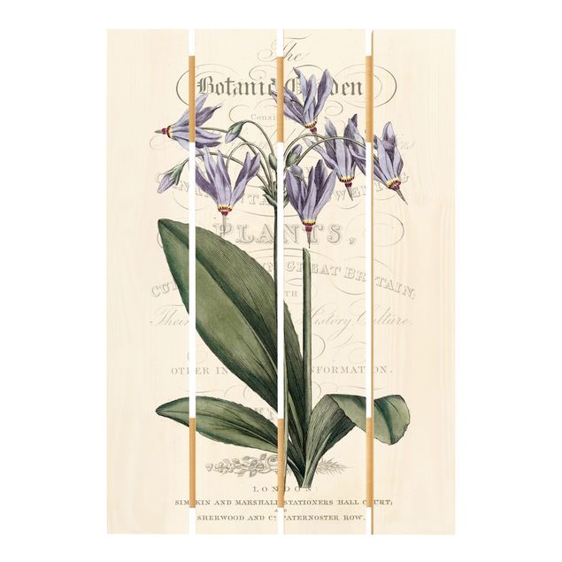 Print on wood - Botanical Tableau - Shooting Star