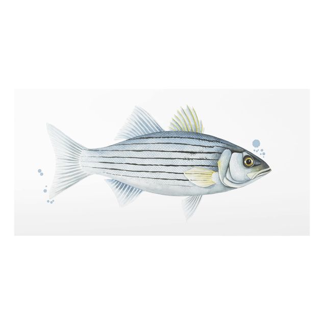 Splashback - Color Catch - White Perch