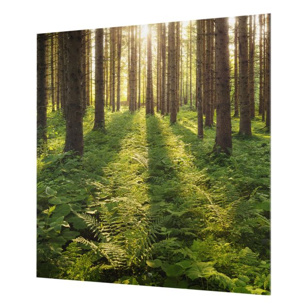 Glass Splashback - Sun Rays In Green Forest - Square 1:1