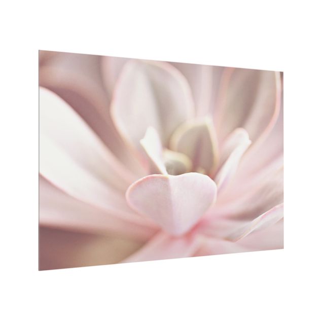 Splashback - Light Pink Succulent Flower - Landscape format 4:3