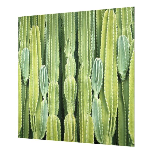 Glass Splashback - Cactus Wall - Square 1:1