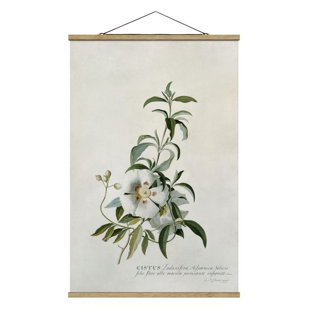 Fabric print with poster hangers - Georg Dionysius Ehret - Rockrose