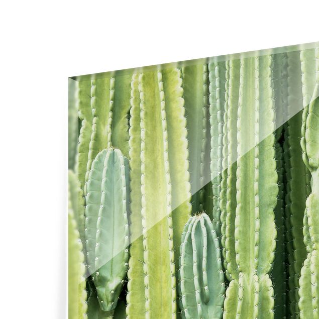 Splashback - Cactus Wall