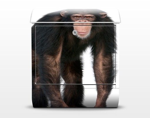 Letterbox - Attentive Monkey