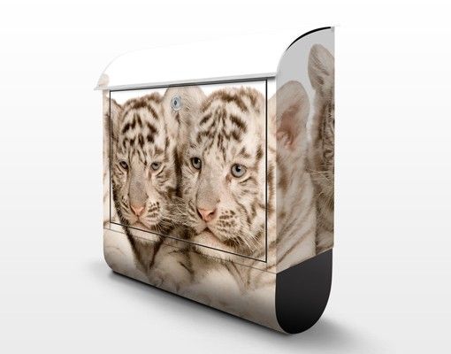 Letterbox - Bengal Tiger Babys