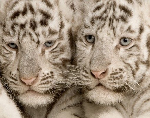 Letterbox - Bengal Tiger Babys