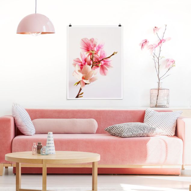 Poster flowers - Magnolia Blossoms