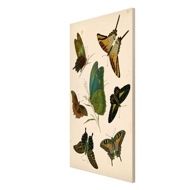 Magnetic memo board - Vintage Illustration Exotic Butterflies