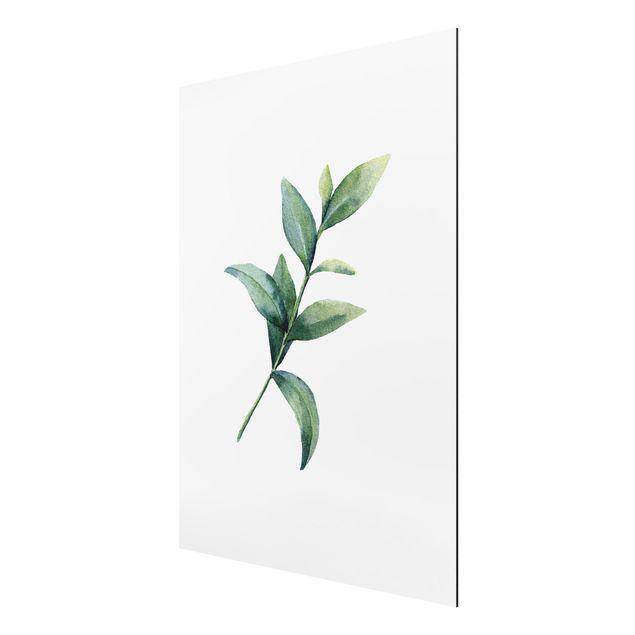Print on aluminium - Waterclolour Eucalyptus ll