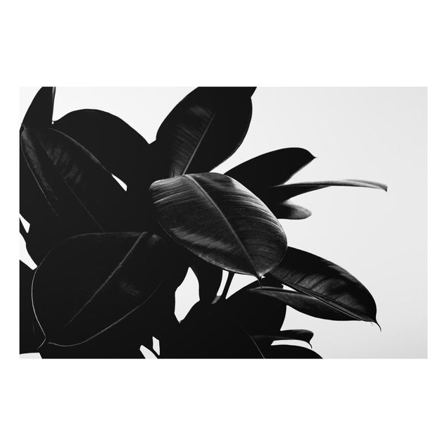Alu-Dibond print - Rubber Tree Black And White