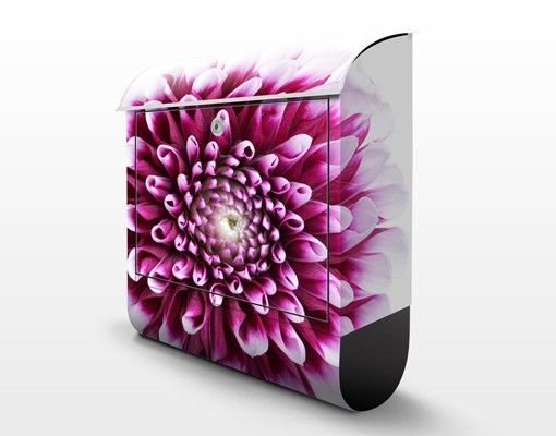 Letterbox - Aster