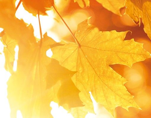 Letterbox - Autumn Leaves
