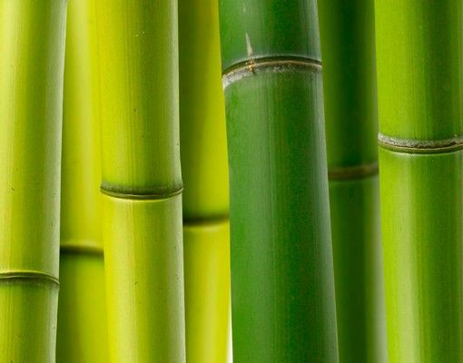 Letterbox - Bamboo Plants