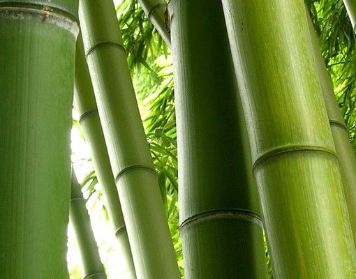 Letterbox - Bamboo Trees No.1