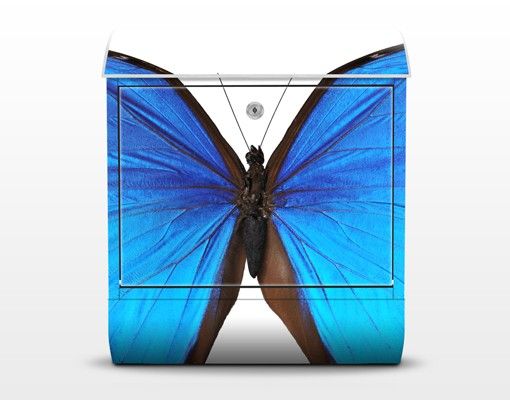 Letterbox - Blue Morpho