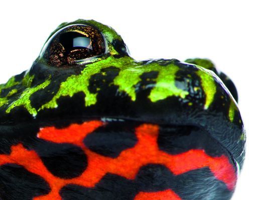 Letterbox - Fire-bellied Toad