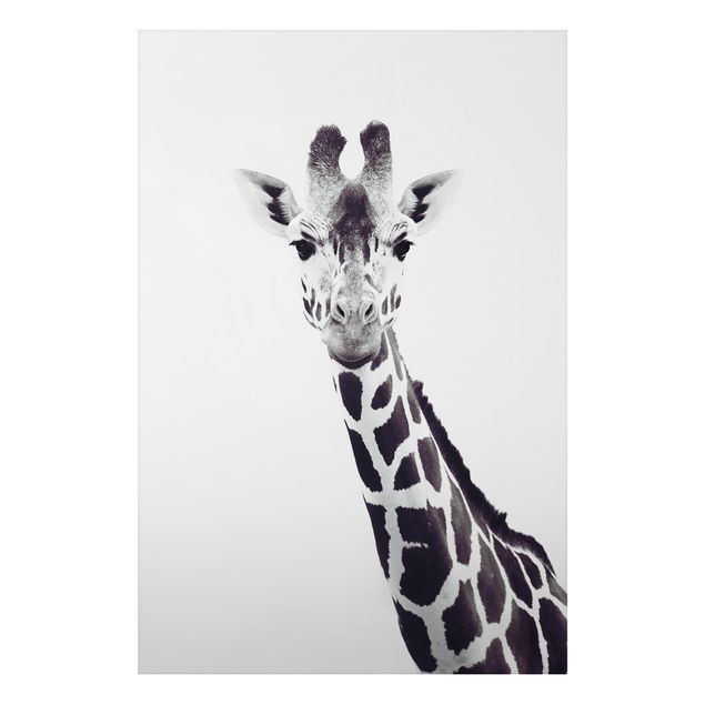 Print on aluminium - Giraffe Portrait In Black And White