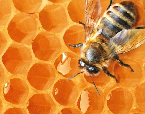Letterbox - Honey Bee