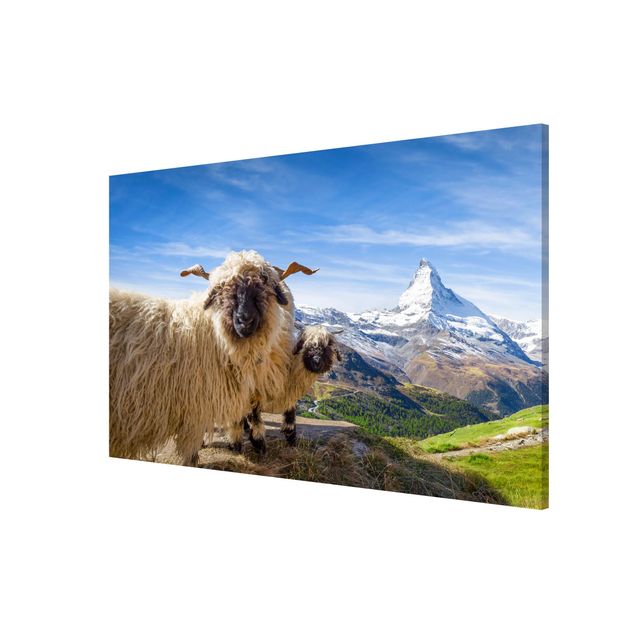 Magnetic memo board - Blacknose Sheep Of Zermatt