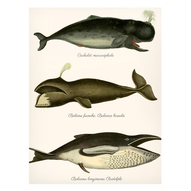 Magnetic memo board - Three Vintage Whales