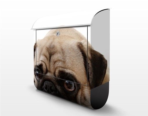Letterbox - Puggy