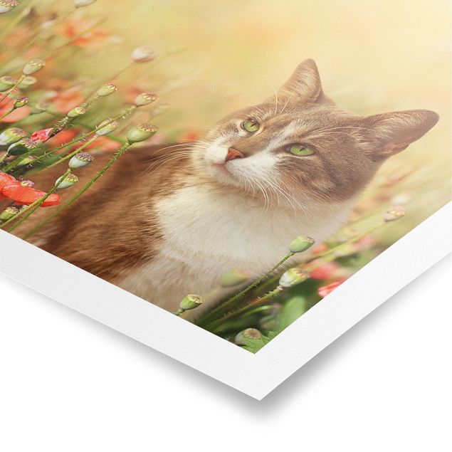 Poster - Cat In A Field Of Poppies
