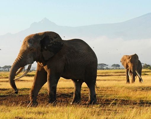 Letterbox - Elephants In Front Of The Kilimanjaro In Kenya