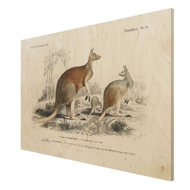 Print on wood - Vintage Board Kangaroo