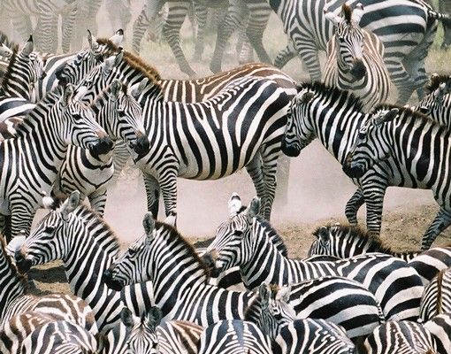 Letterbox - Zebra Herd