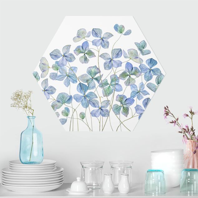 Forex hexagon - Blue Hydrangea Flowers