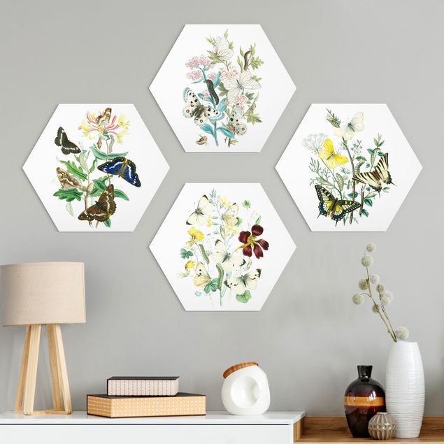 Alu-Dibond hexagon - British Butterflies Set II