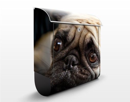Letterbox - Pensive Pug
