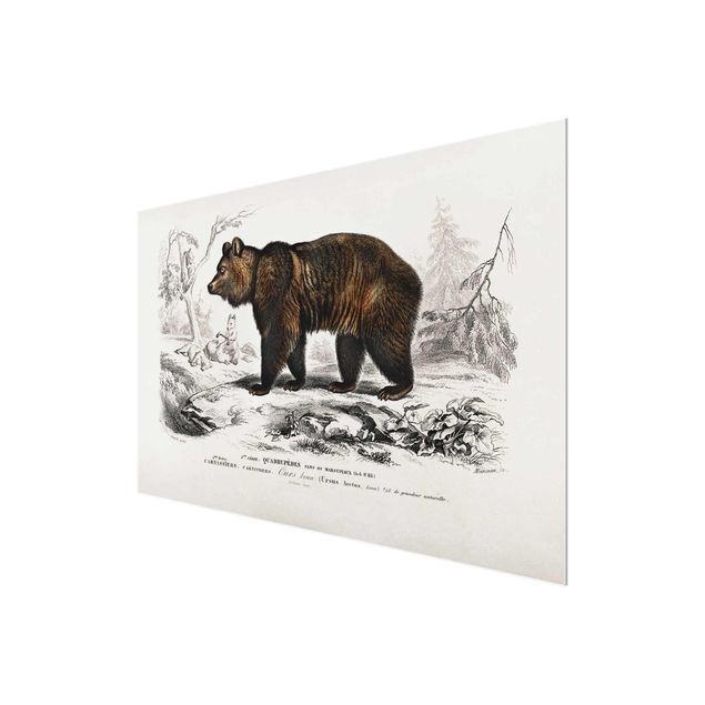 Glass print - Vintage Board Brown Bear