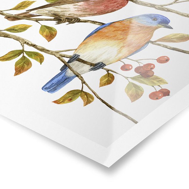 Poster - Birds And Berries - Bluebird