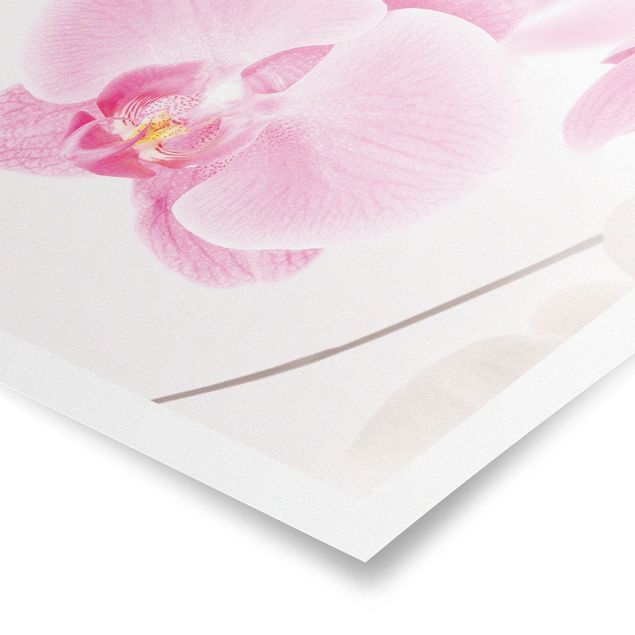Poster - Delicate Orchids