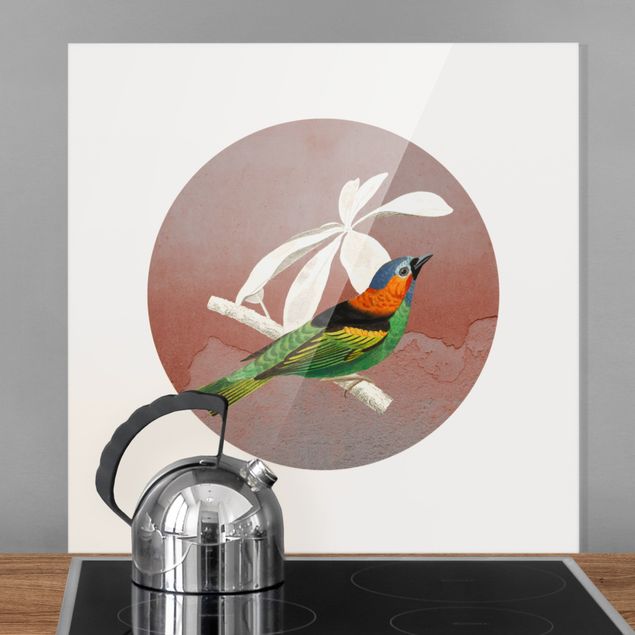 Glass splashback kitchen animals Bird Collage In A Circle ll