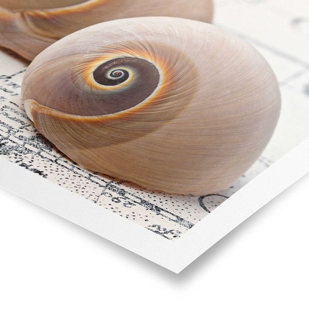 Poster - Shell Duo