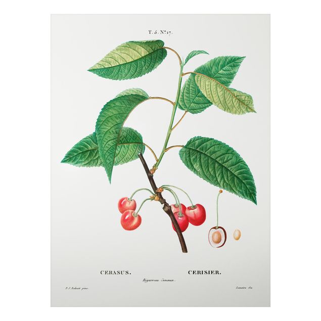 Print on aluminium - Botany Vintage Illustration Red Cherries