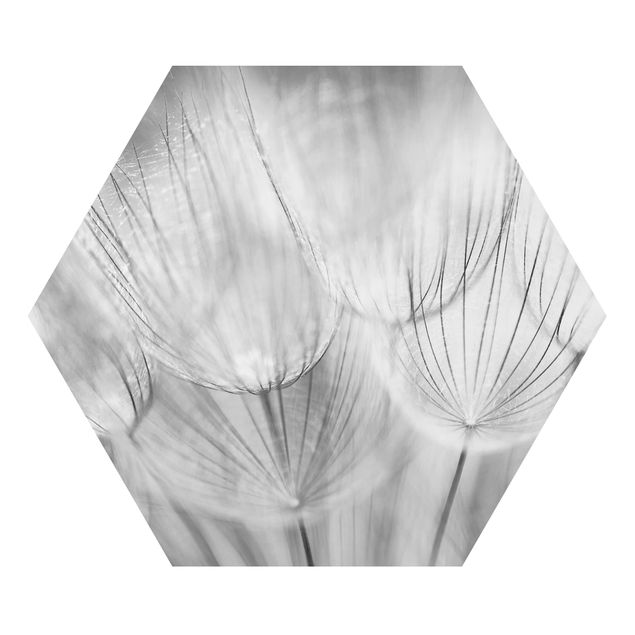 Alu-Dibond hexagon - Dandelions Macro Shot In Black And White