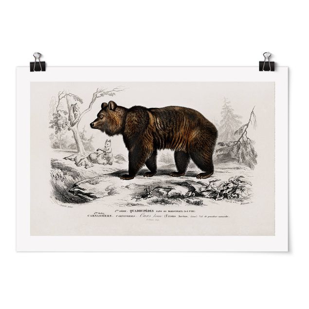 Poster - Vintage Board Brown Bear
