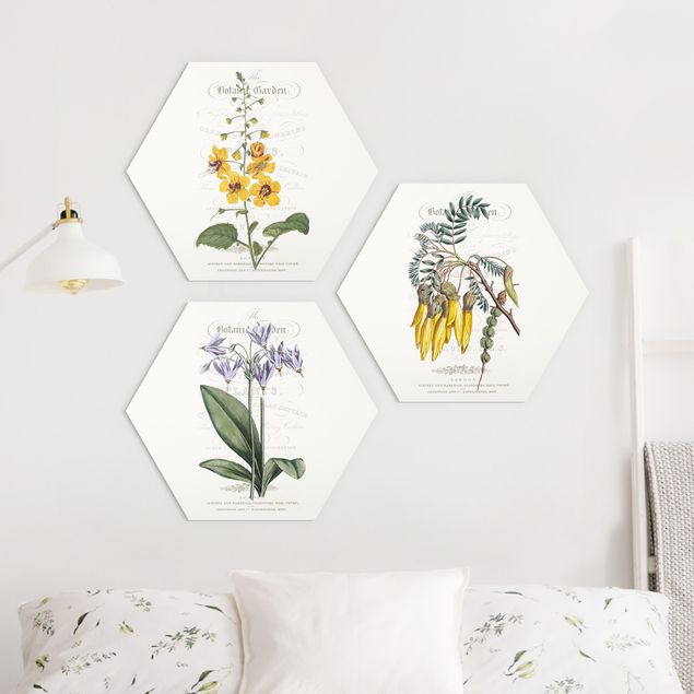 Forex hexagon - Botanical Tableau Set I