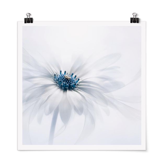 Poster - Daisy In Blue