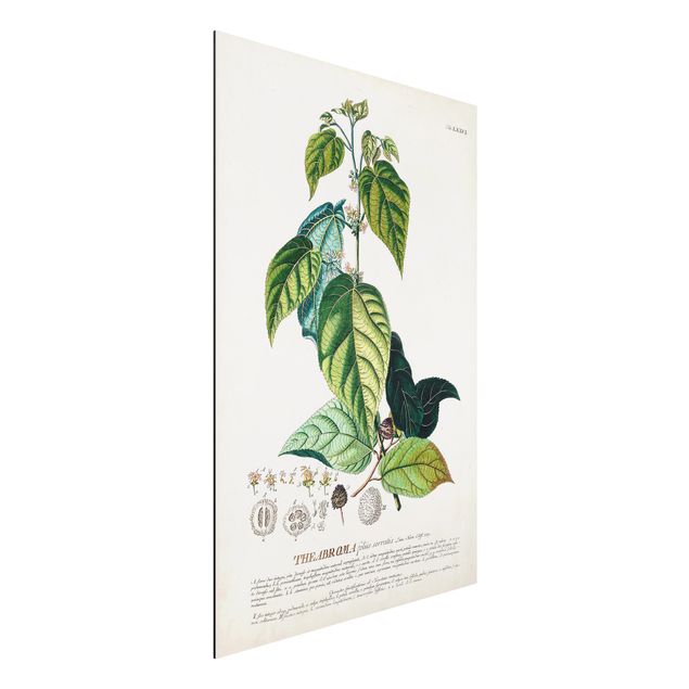 Alu dibond Vintage Botanical Illustration Cocoa